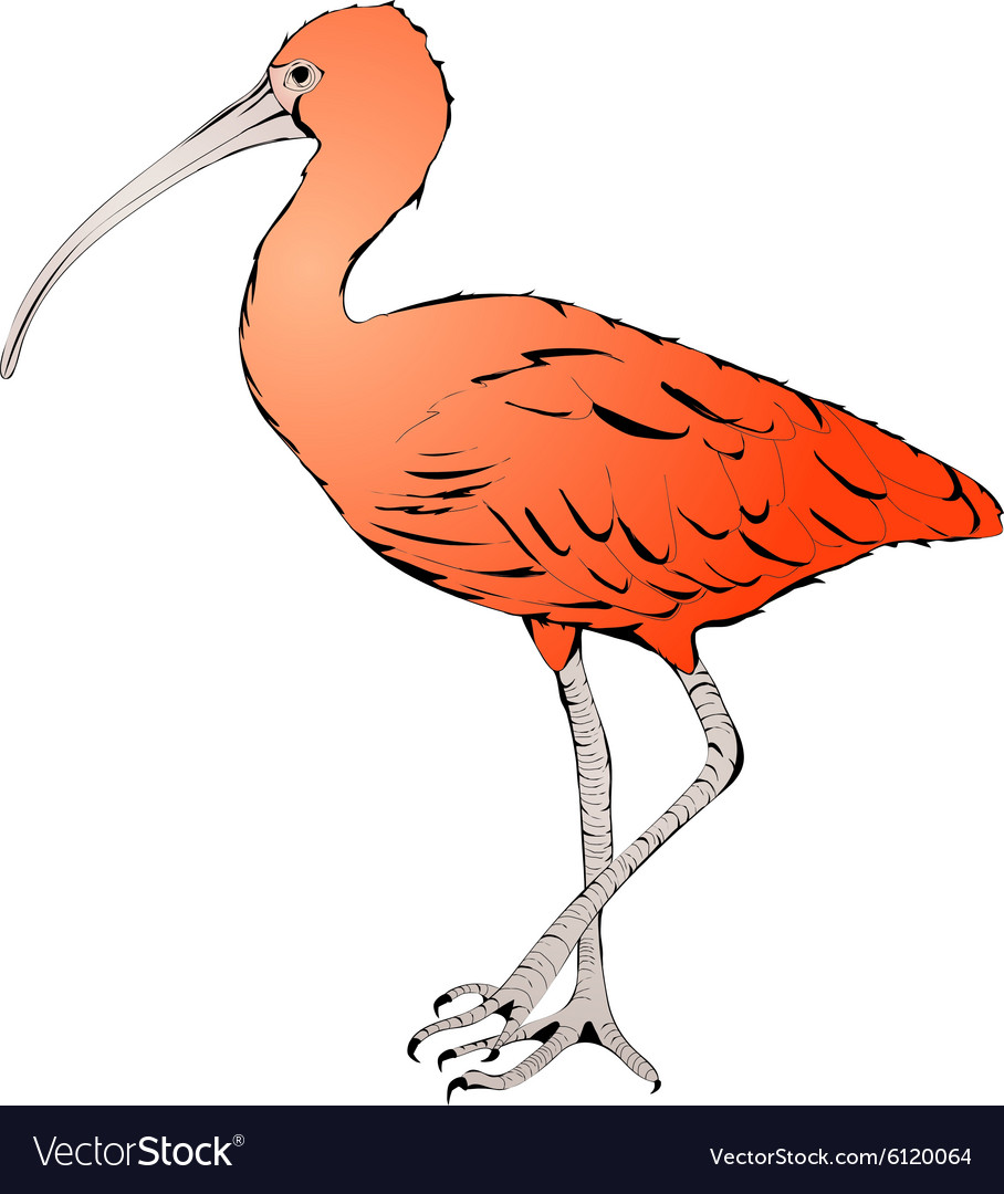 Red ibis Royalty Free Vector Image - VectorStock