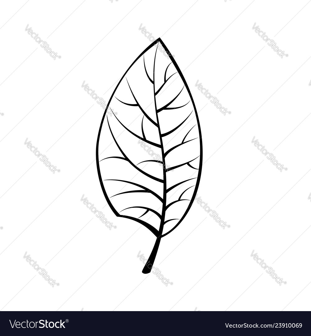 Black leaf isolated Royalty Free Vector Image - VectorStock