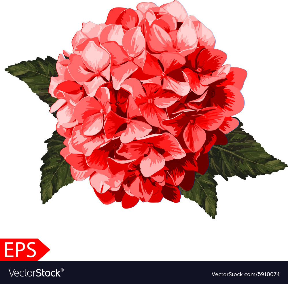 Red realistic hydrangea lavender Royalty Free Vector Image