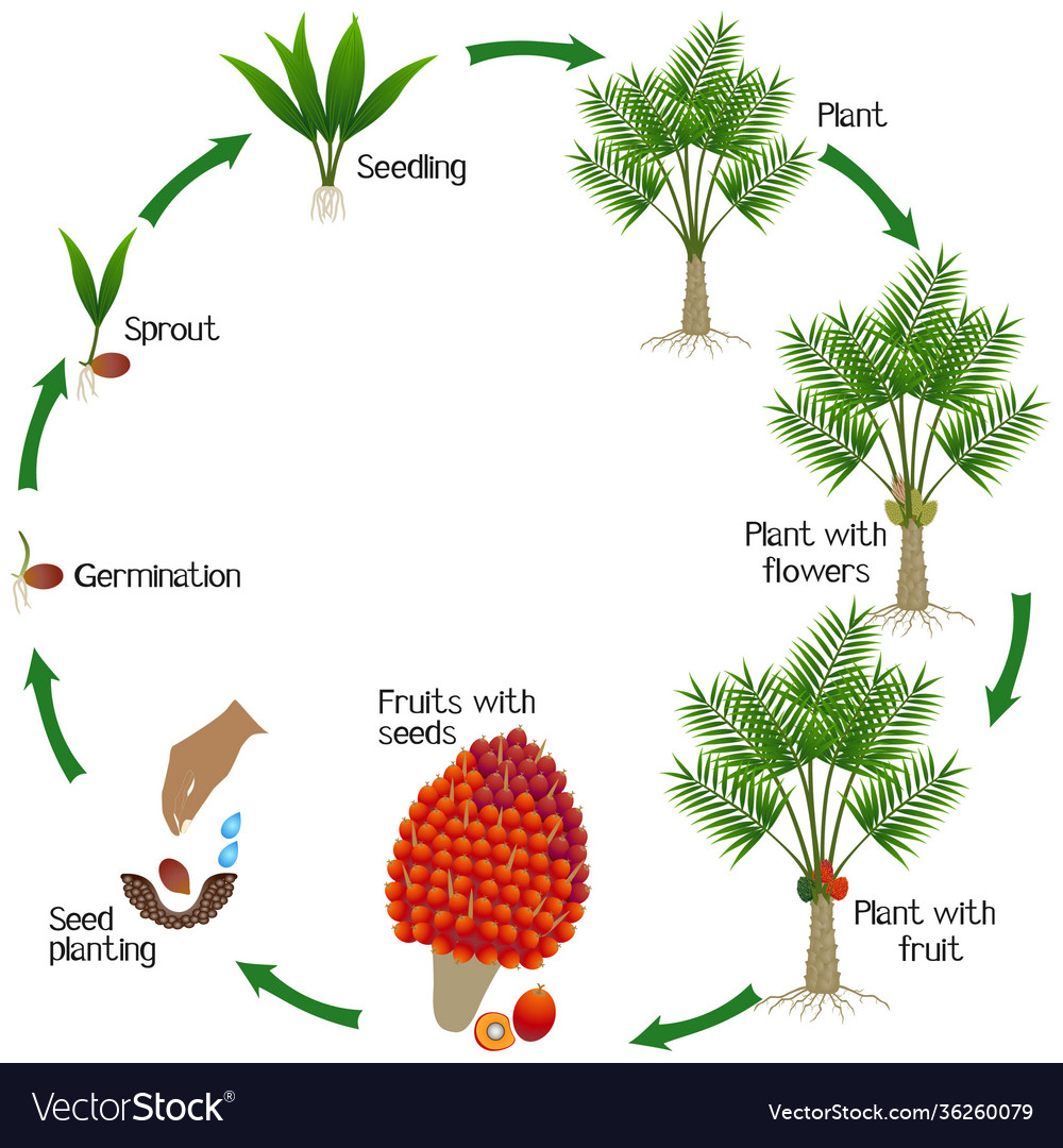 A growth cycle oil palm tree Royalty Free Vector Image