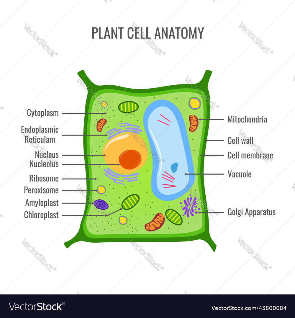 Plant cell anatomy Royalty Free Vector Image - VectorStock