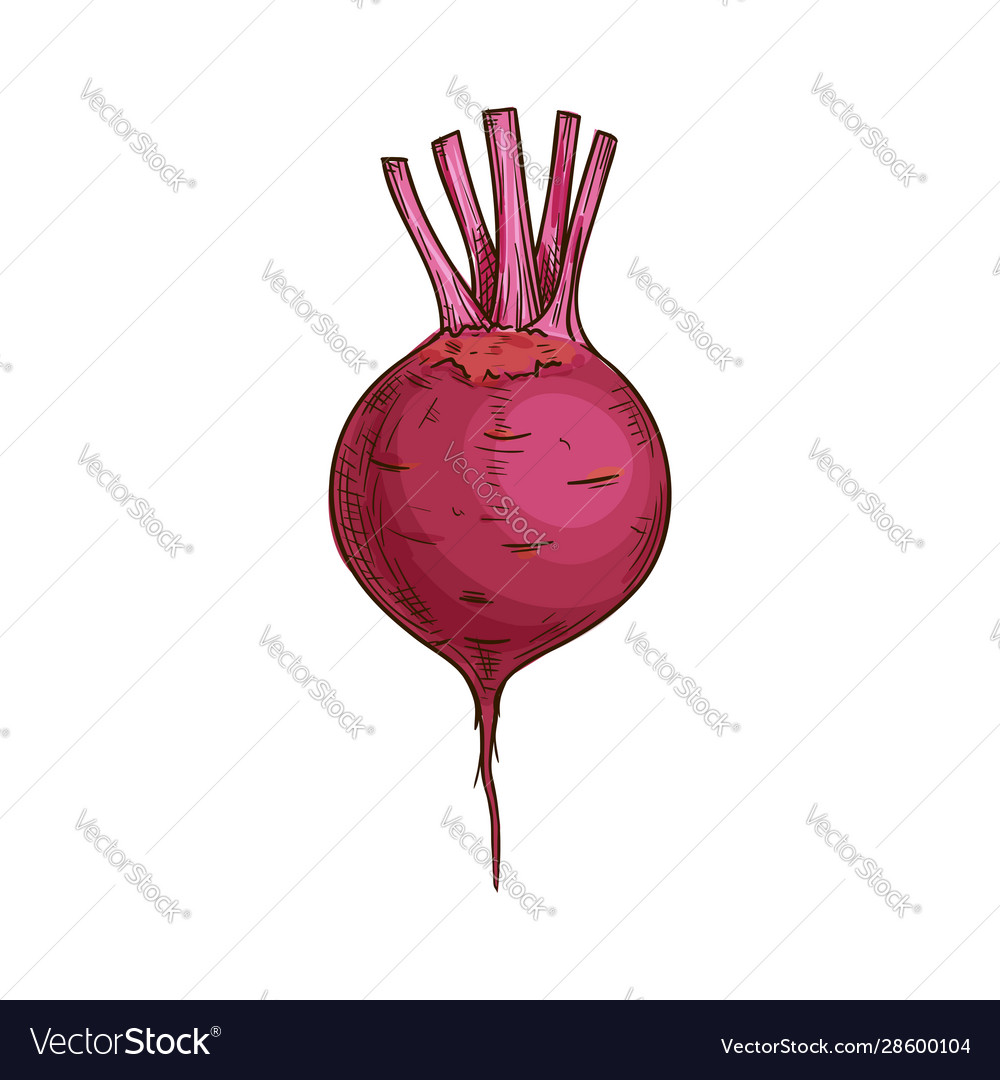 Root radish vegetable with green leaves isolated Vector Image