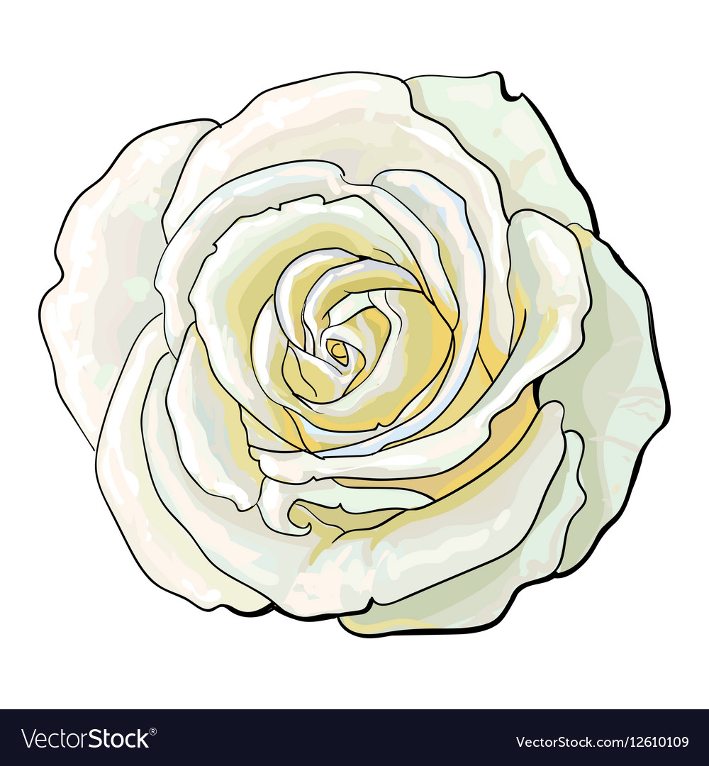 Sketch black and white rose Royalty Free Vector Image