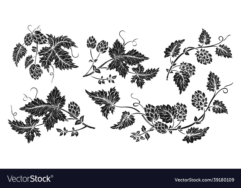 Hop plant branch black glyph sketch style set Vector Image