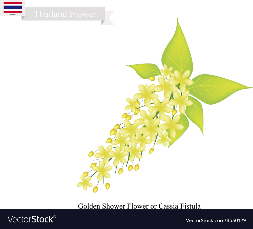 National Flower of Thailand Golden Shower Flower Vector Image