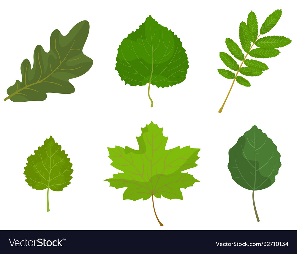 Set different tree leaves Royalty Free Vector Image