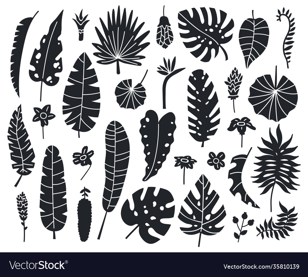 Jungle leaves silhouettes exotic palm banana Vector Image