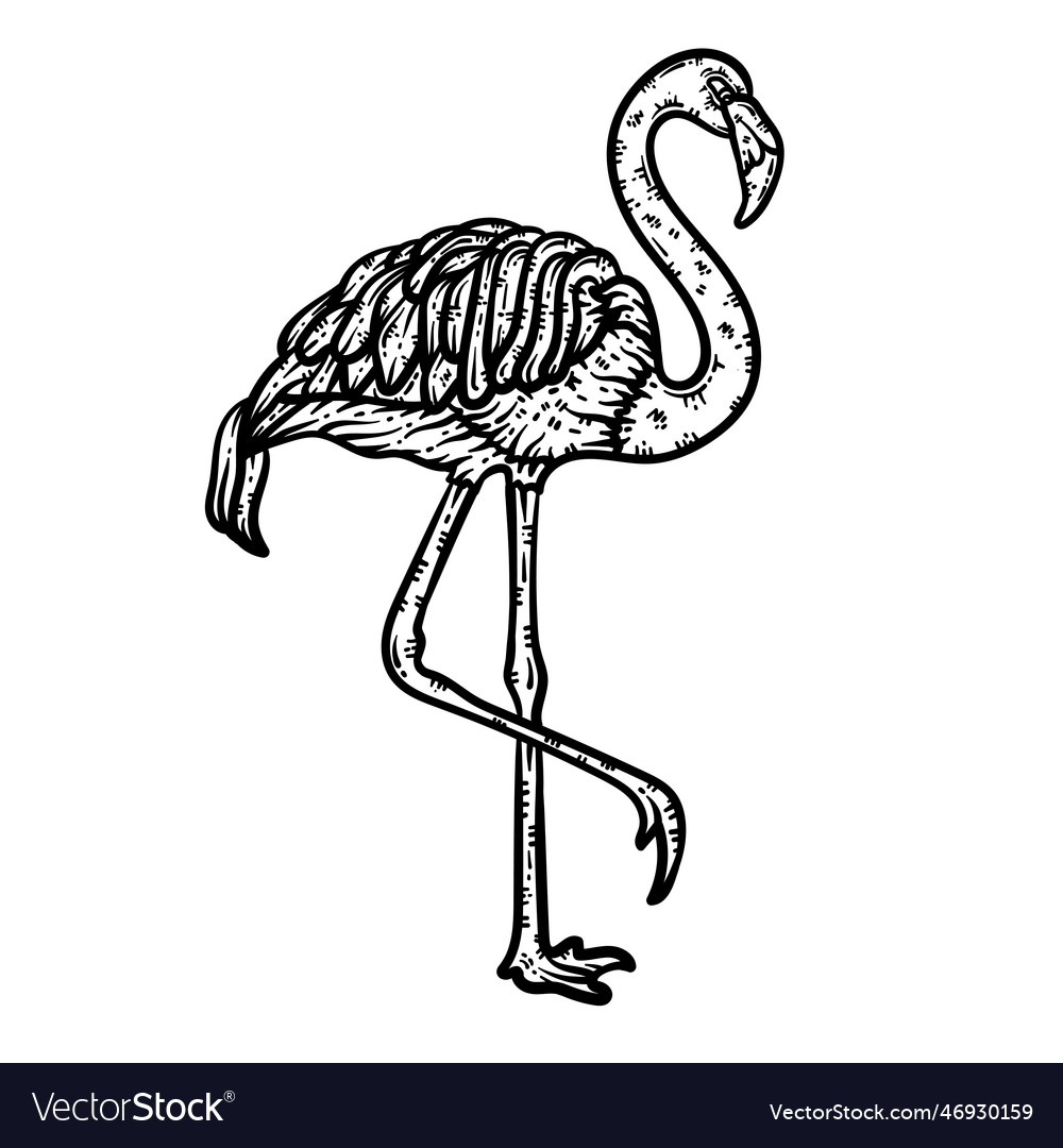 Flamingo animal coloring page for adults Vector Image