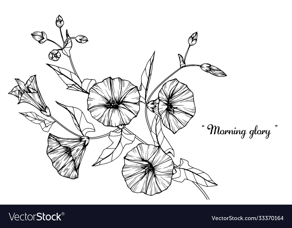 Morning glory flower and leaf hand drawn vector image Morning glory flower and leaf hand drawn