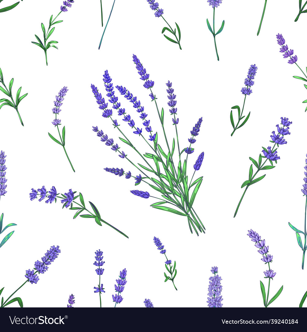 Lavender pattern seamless france garden herbal Vector Image