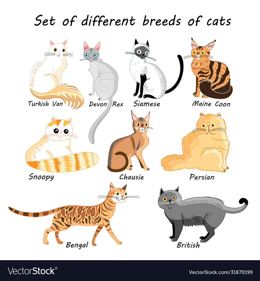 Set cat breeds Royalty Free Vector Image - VectorStock