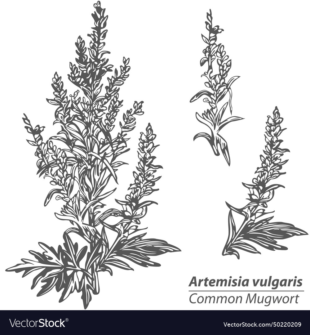 Common mugwort Royalty Free Vector Image - VectorStock