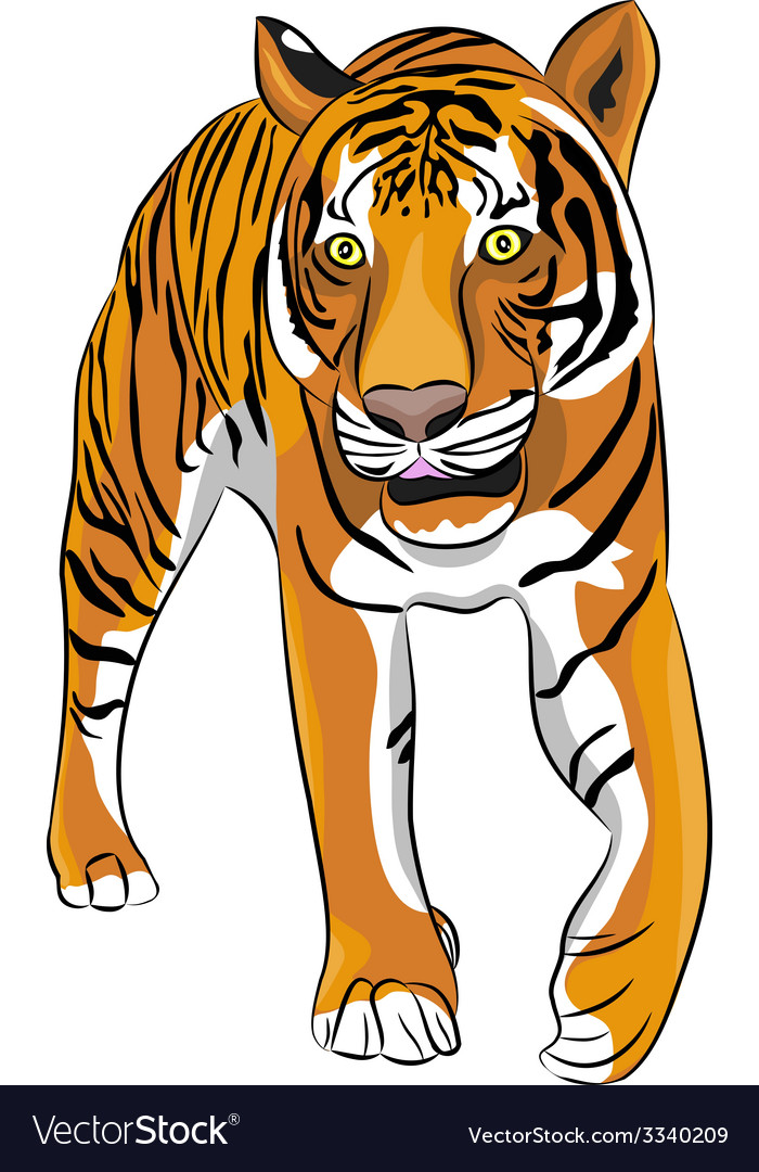 Tiger Royalty Free Vector Image - VectorStock