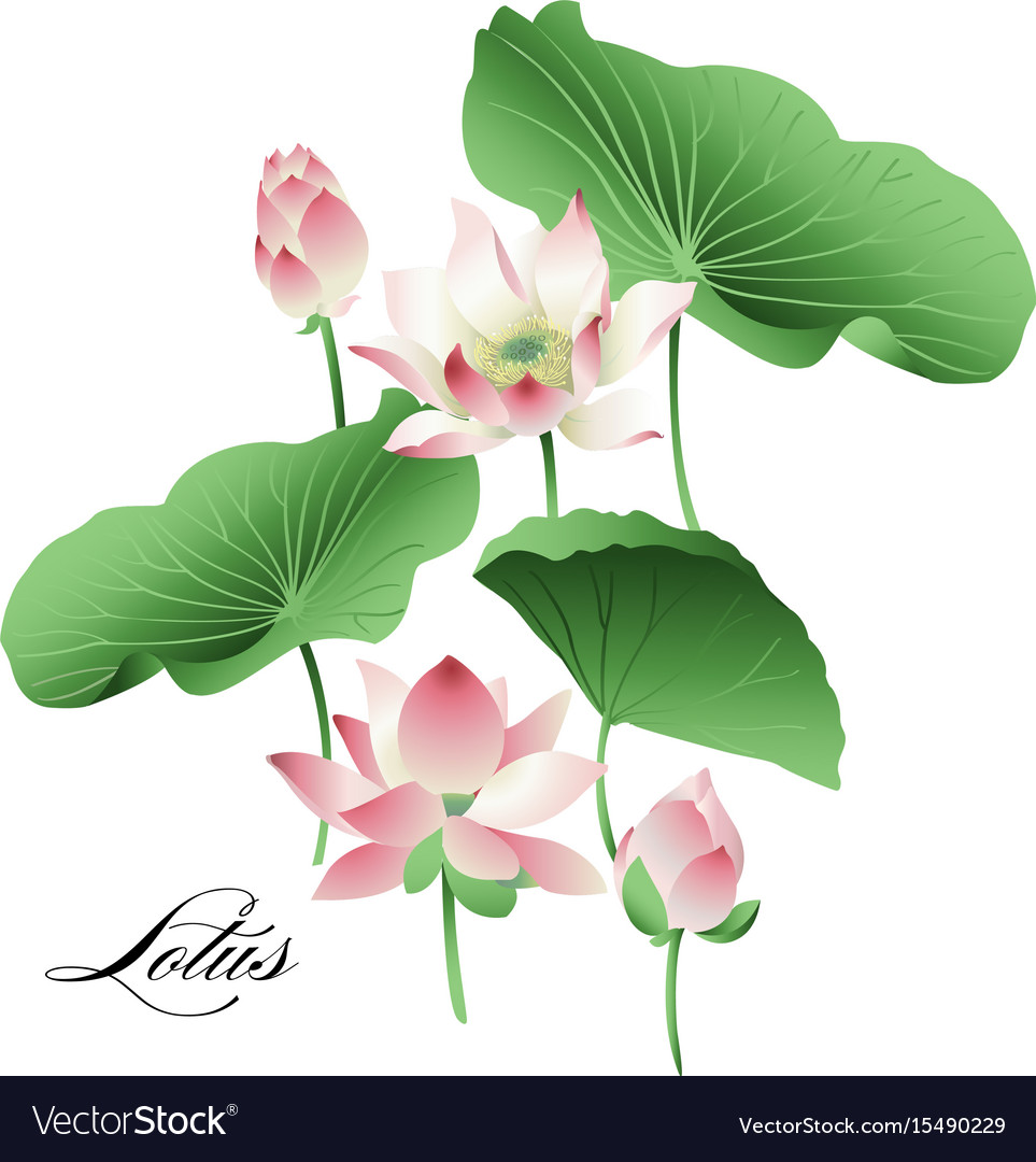 Set Hand Drawn Lotus Flowers And Leaves Royalty Free Vector 4944