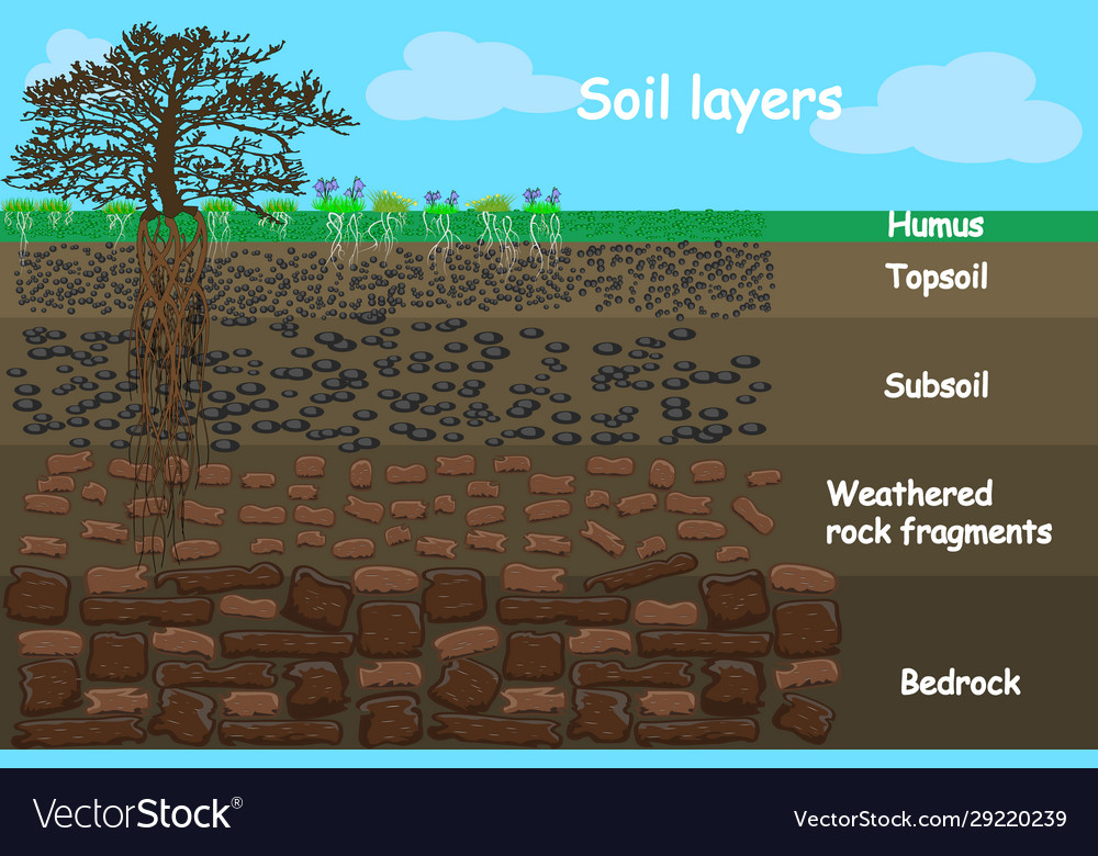 Soil layers diagram for layer soil Royalty Free Vector Image