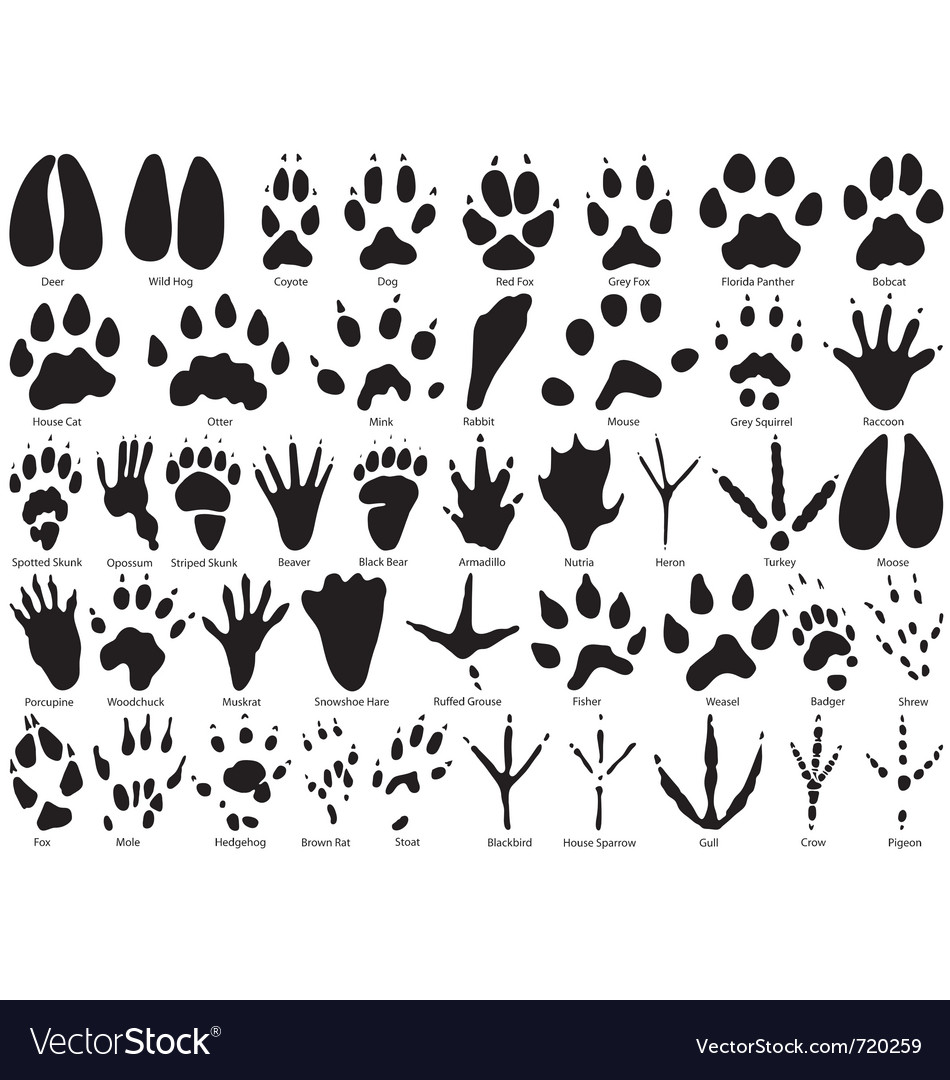 Download Animal track print silhouettes Royalty Free Vector Image