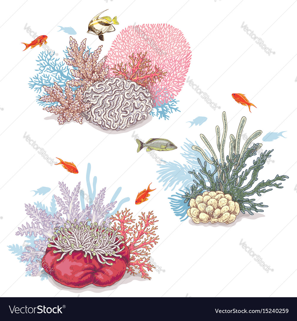 Corals and swimming fishes Royalty Free Vector Image