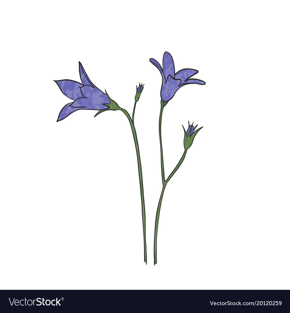 Hand Drawn Bluebell Flower Royalty Free