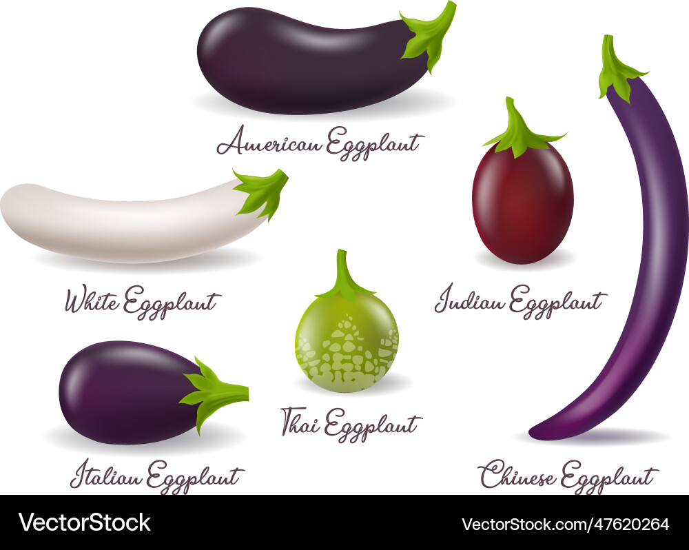 Eggplants varieties photo realistic Royalty Free Vector