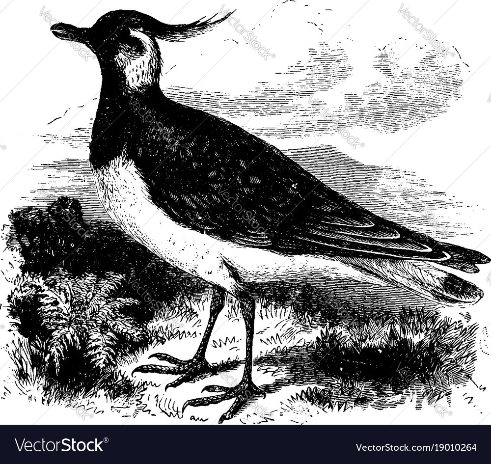 European lapwing vintage Royalty Free Vector Image