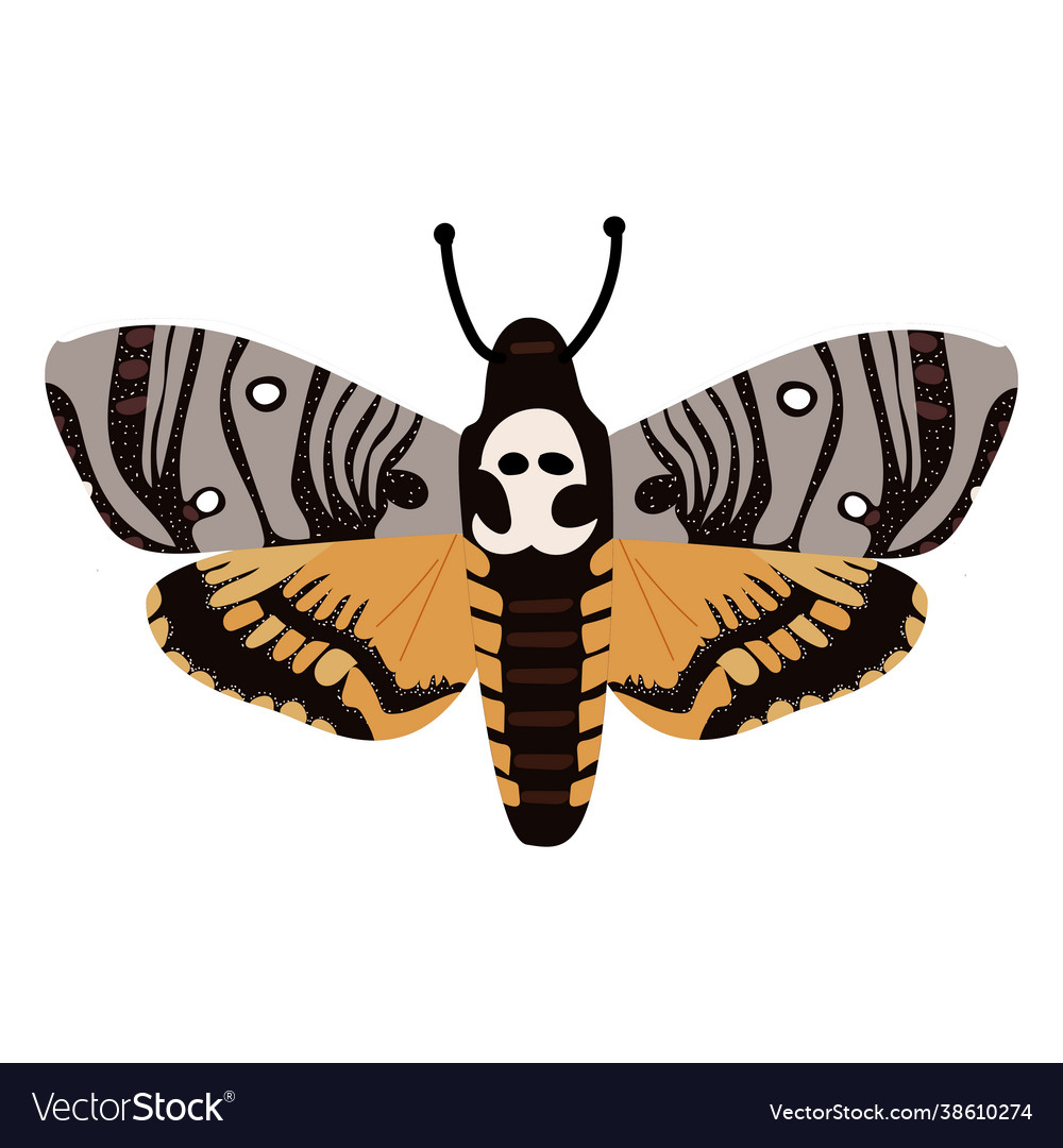 An esoteric night moth in style Royalty Free Vector Image