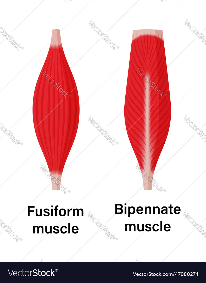 Muscle shape fusiform and bipennate Royalty Free Vector