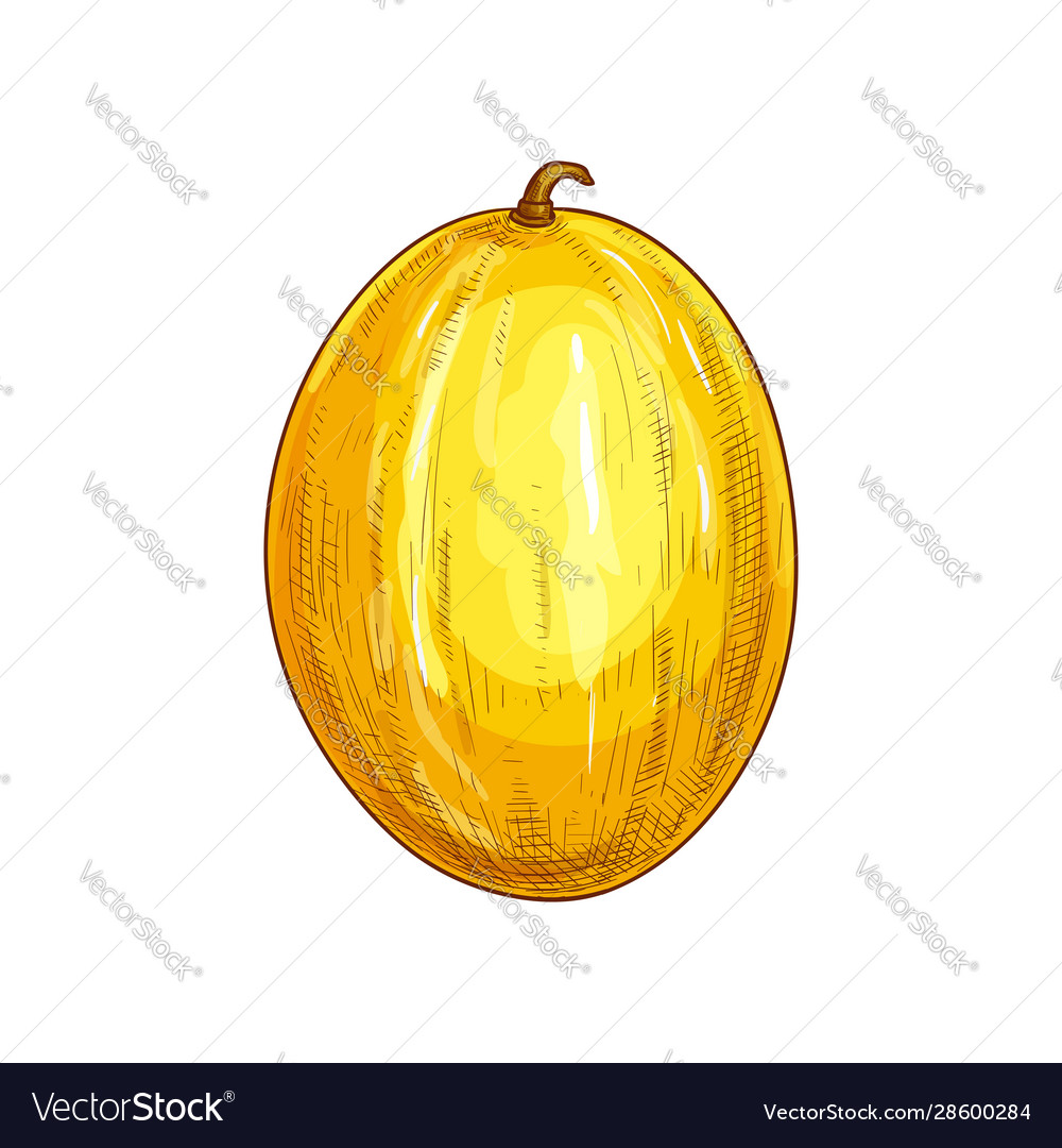 Exotic Fruit, Illustration Hand Drawn Sketch of Honeydew Melon or Cucumis  Melo Isolated on White Background Stock Vector Image & Art - Alamy