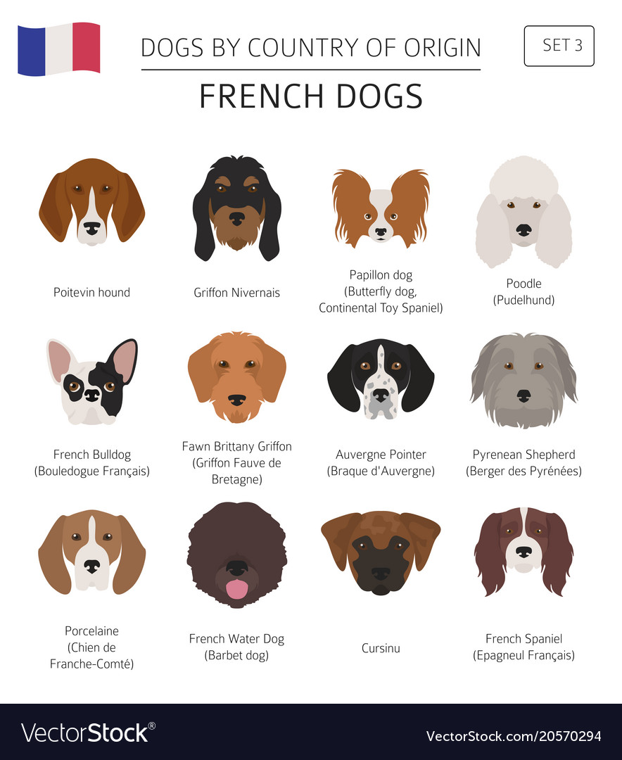 what dog is from france