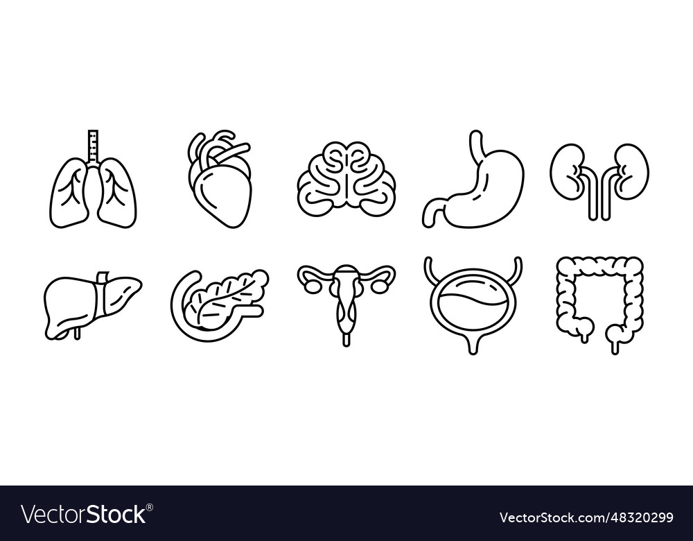 Human internal organs icon set line art style Vector Image