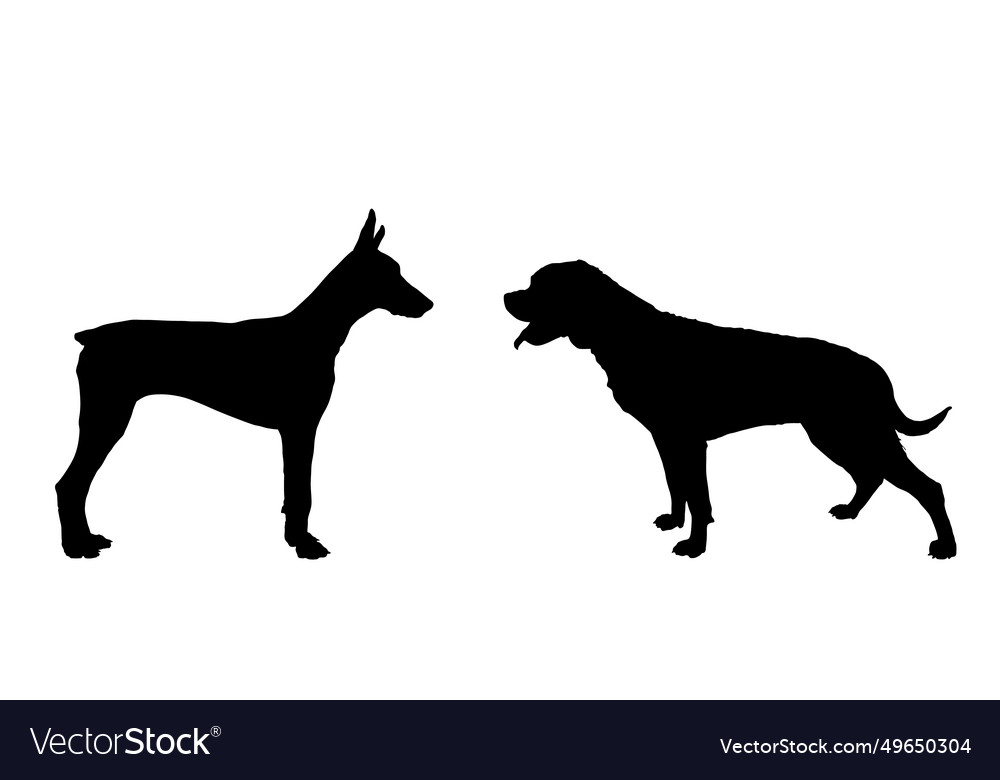 Doberman dog against rottweiler silhouette Vector Image