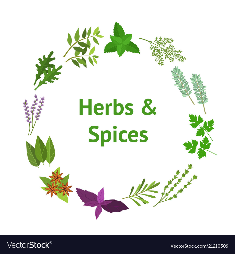 Cartoon color herbs spices banner card circle Vector Image