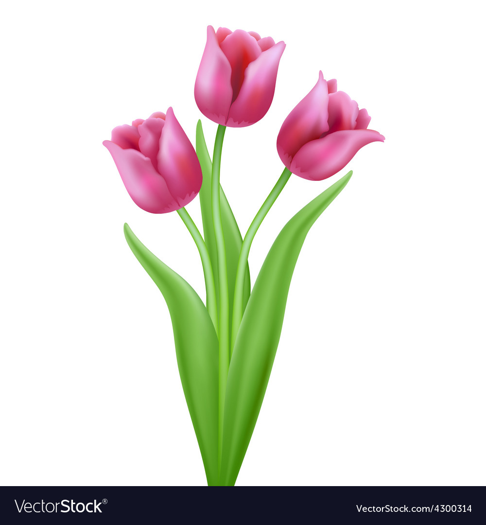 Tulip Cartoon Pictures