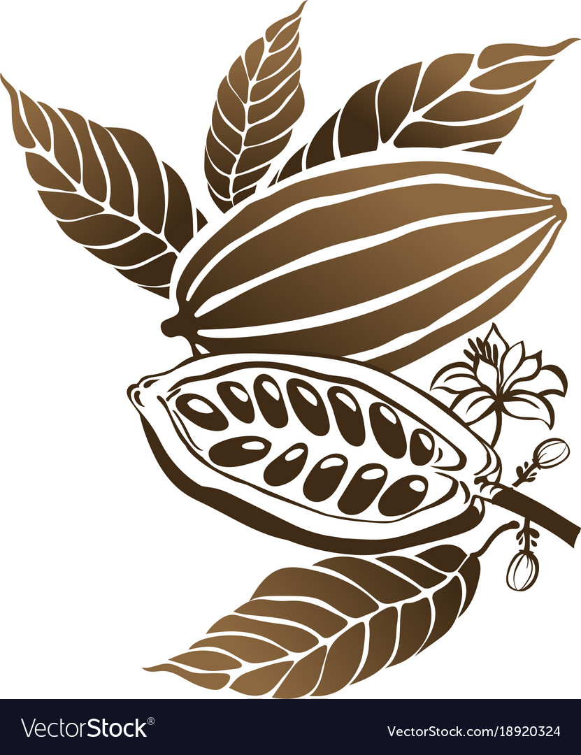 Cacao beans plant v exotic plants Royalty Free Vector Image