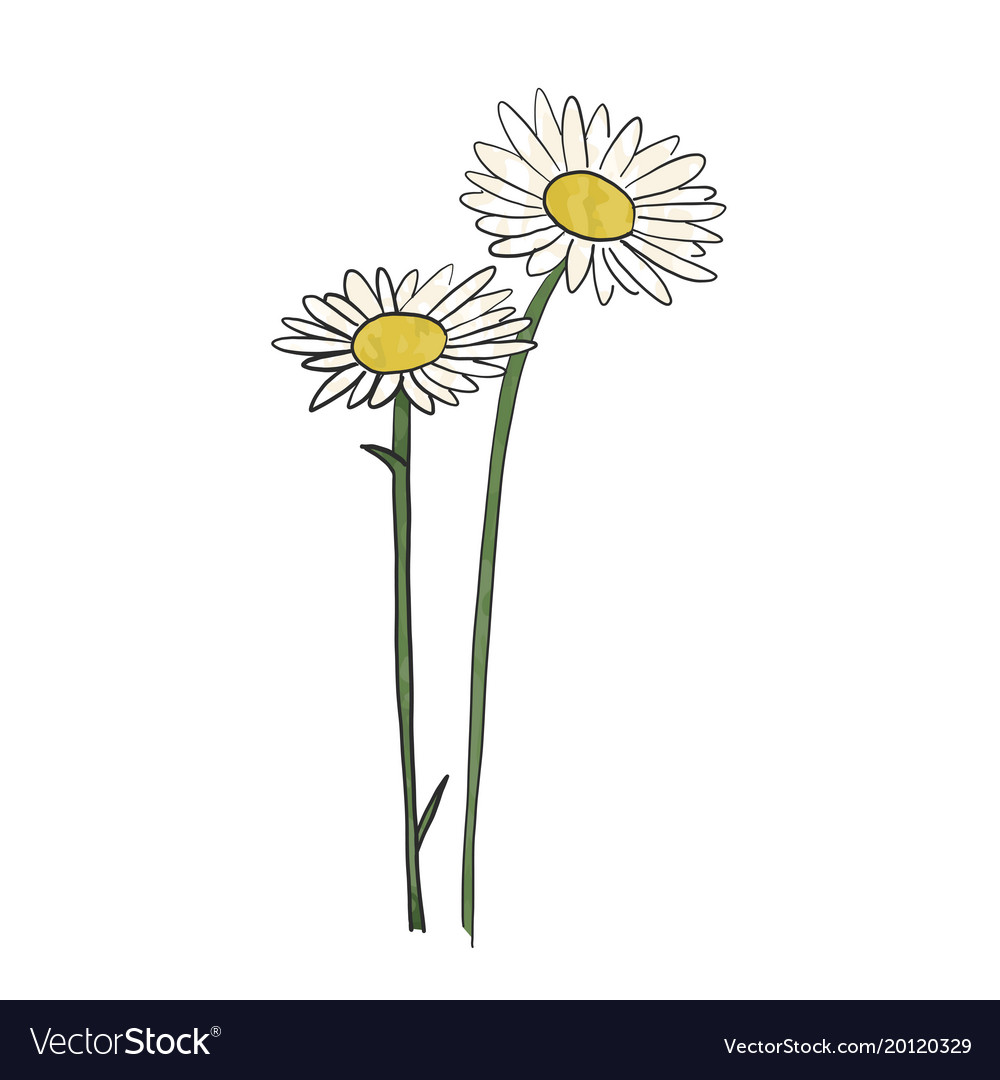 Download Hand drawn daisy flower Royalty Free Vector Image