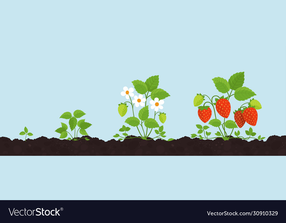 Strawberry Growth Stages Harvest Fragaria Plant Vector Image 3823