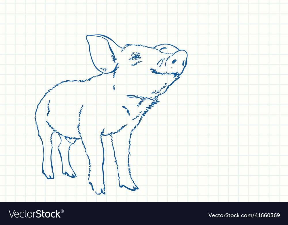 Pig blue pen sketch on square grid notebook page Vector Image