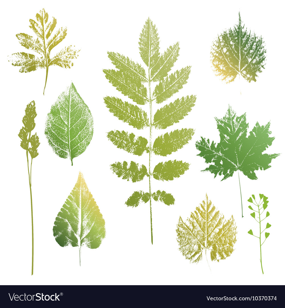 Collection of leaves and grass imprints Royalty Free Vector