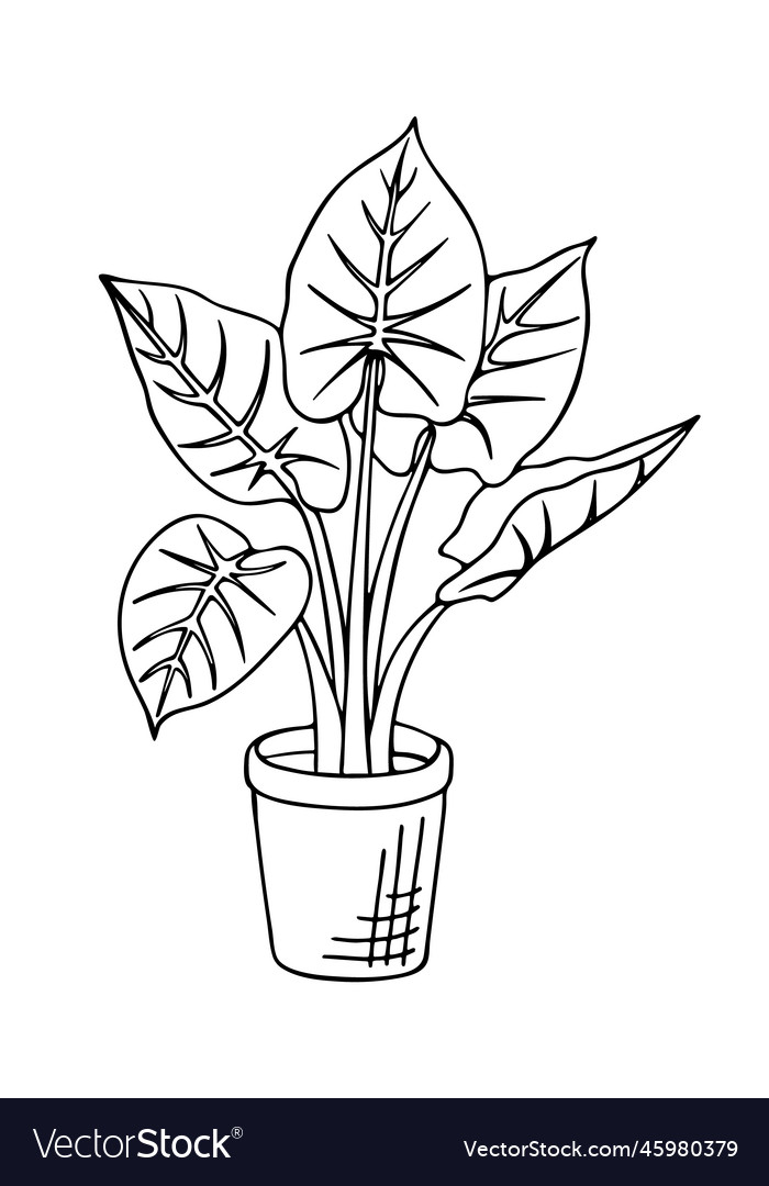 Doodle of alocasia odora in pot Royalty Free Vector Image