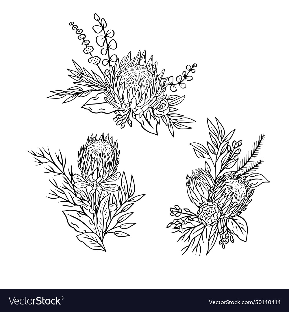 Monochrome tropical protea flowers and leaves Vector Image