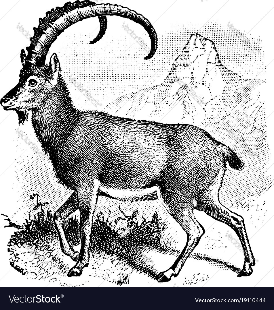 Wild goat vintage Royalty Free Vector Image - VectorStock