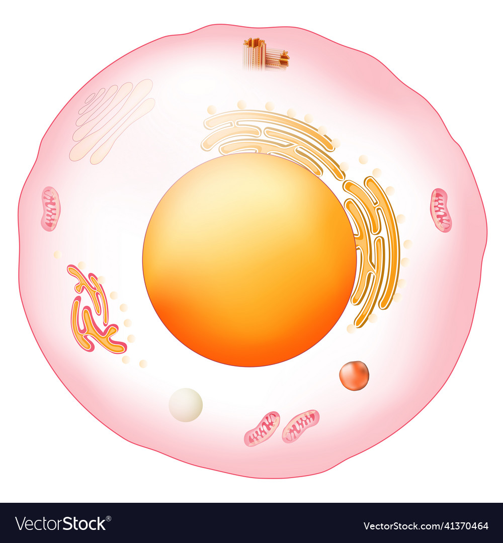 Animal cell anatomy Royalty Free Vector Image - VectorStock