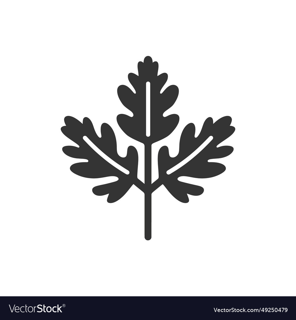 Coriander icon Royalty Free Vector Image - VectorStock