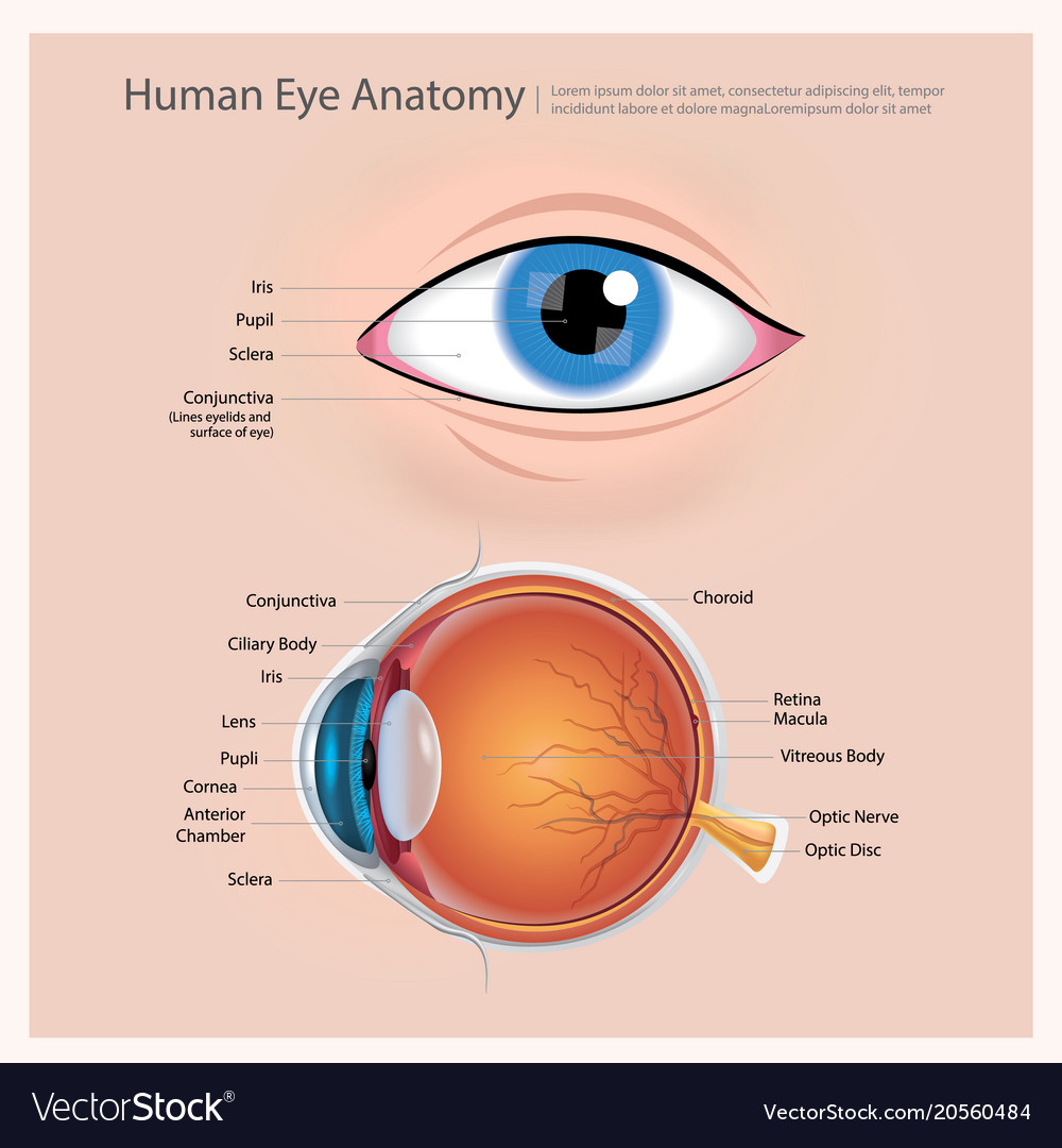 Human eye anatomy Royalty Free Vector Image VectorStock