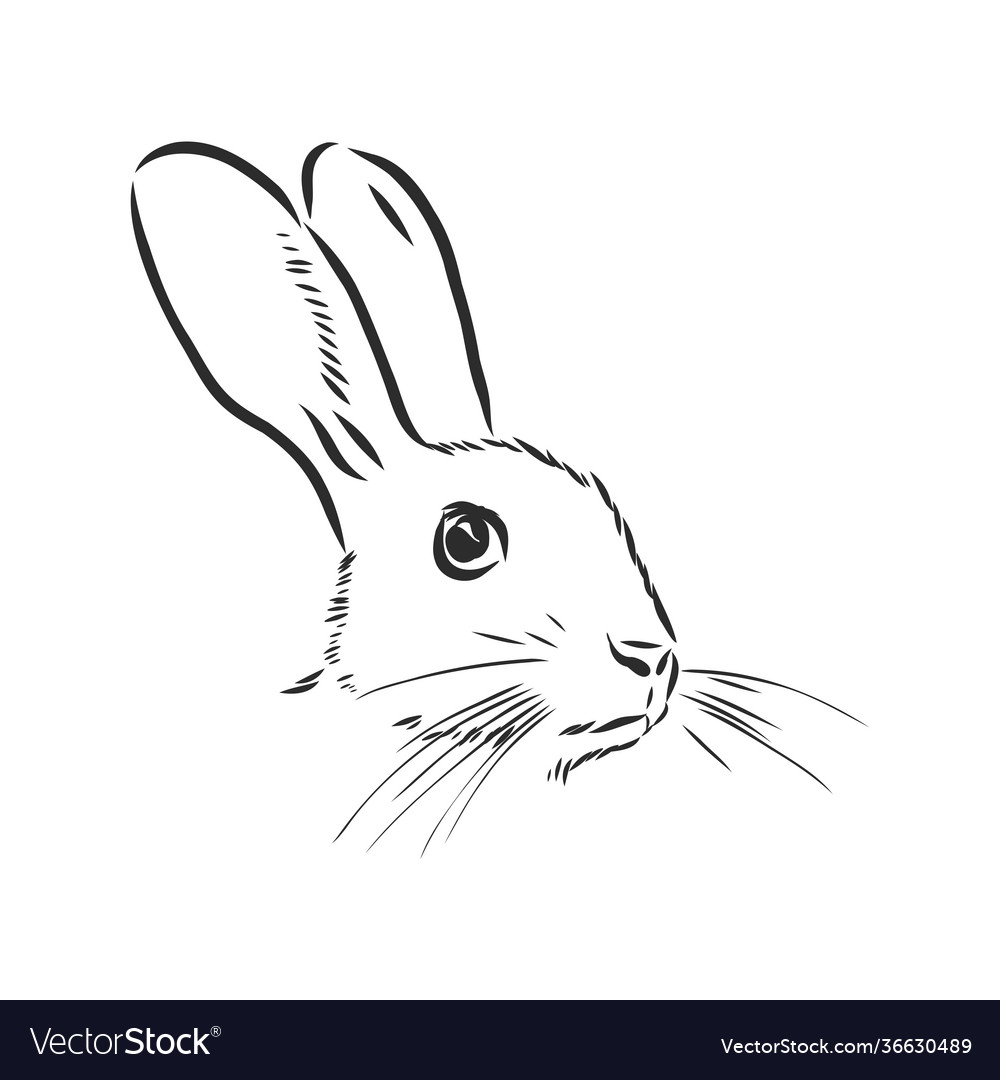 Hand-drawn portrait rabbit a hare Royalty Free Vector Image