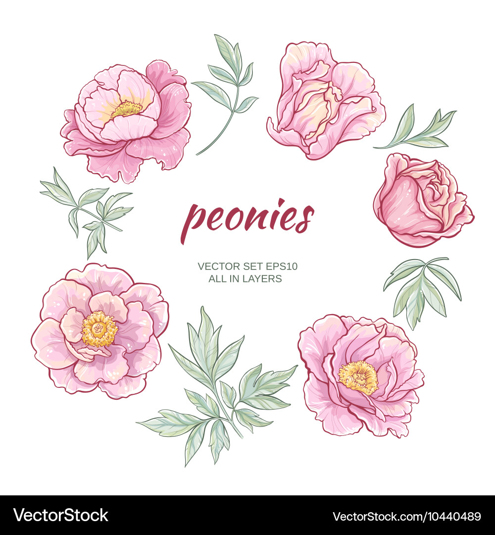 Peonies Royalty Free Vector Image - VectorStock