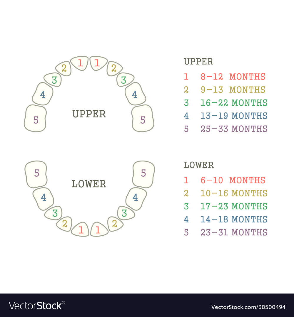 Batooth chart Royalty Free Vector Image - VectorStock