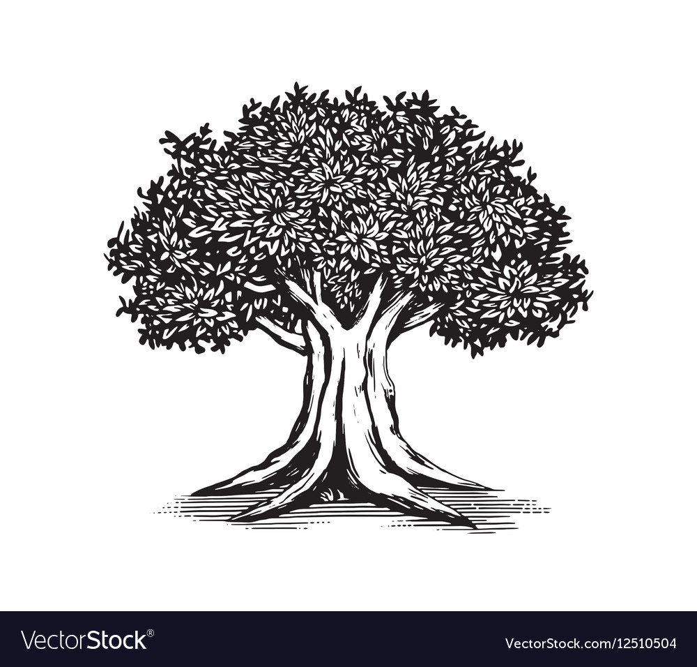 Download Oak Tree Logo Design Royalty Free Vector Image