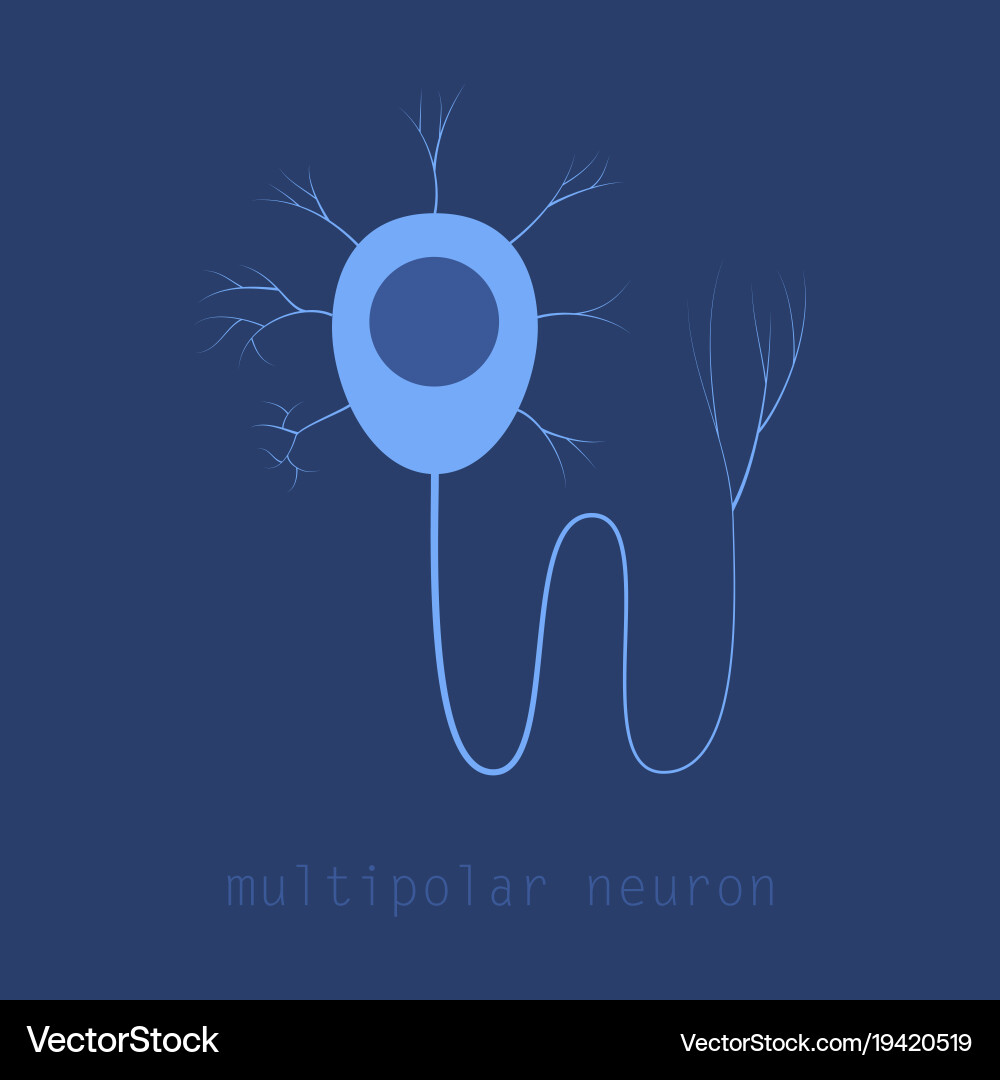 Structure a motor neuron Royalty Free Vector Image