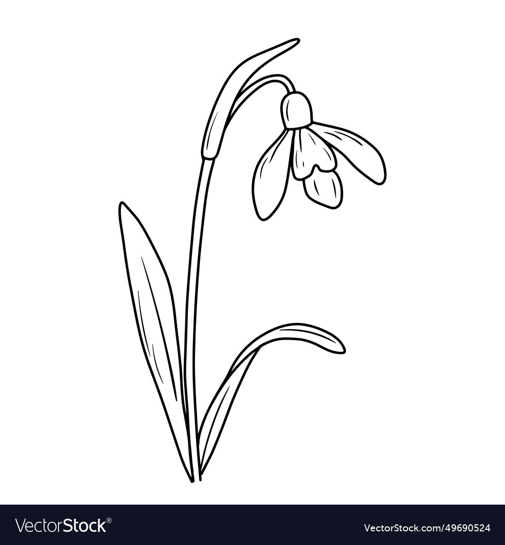 January birth month flower snowdrop line art Vector Image