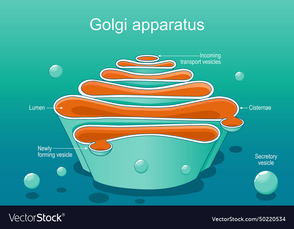 Structure of a golgi complex close-up Royalty Free Vector